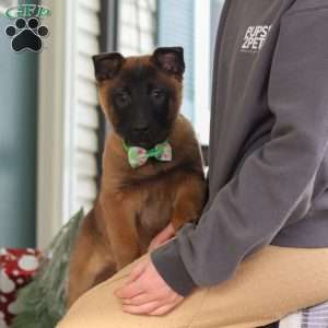 Honey, Belgian Malinois Puppy